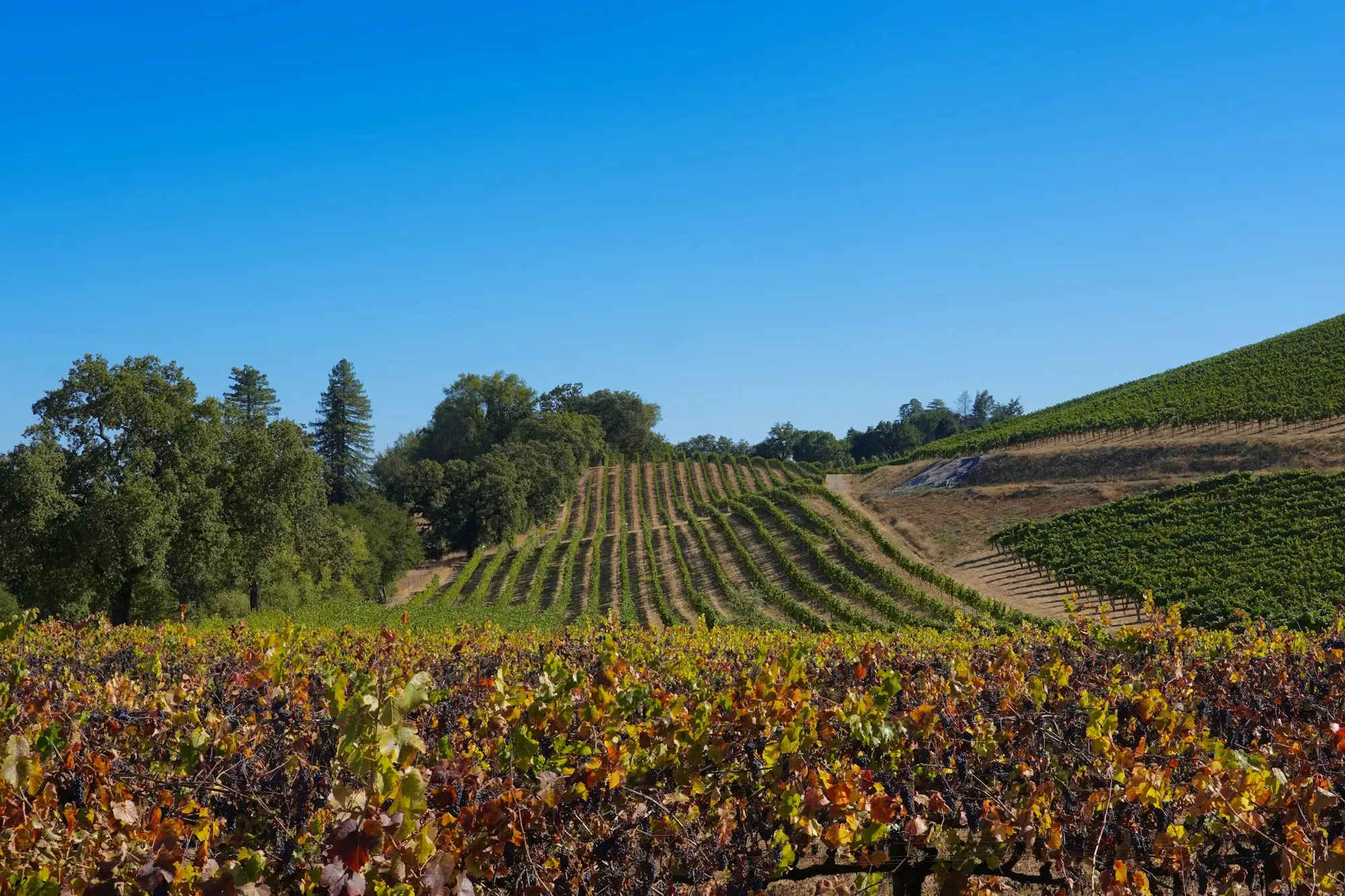 Vineyard with a hill in the background